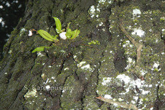 Dendrobium microbulbon